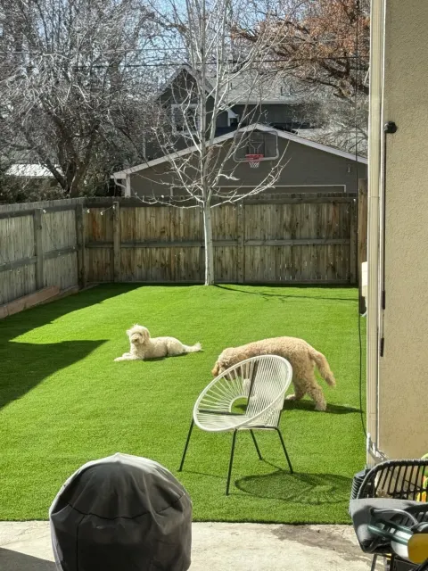 Dog resting on clean pet turf under a deck