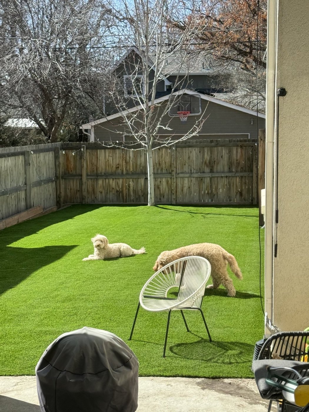 Dog resting on clean pet turf under a deck